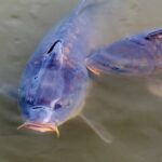 Bez echosondu: tradiční metody lovu kaprů - recenze a zkušenosti