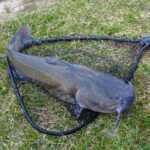 Jak správně lovit sumce s bojkou a položenou na rybníku - recenze a zkušenosti