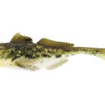 Westin Gumová Nástraha Gunnar The Goby Spotted Goby  - recenze